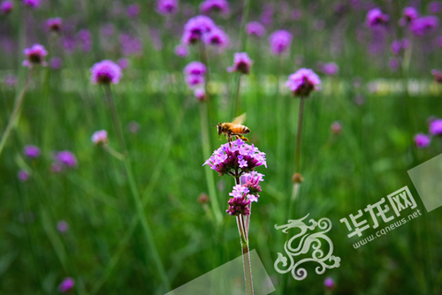 花朵吸引了蜜蜂。 mg冰球突破豪华版网址供图 华龙网发